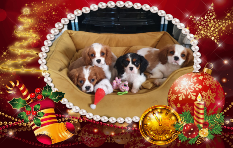 king charles spaniel gumtree